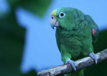 Quelle est la couleur qui attire les oiseaux ?