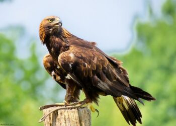 Quelle est la différence entre diurne et nocturne ?