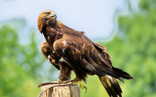 Quelle est la différence entre diurne et nocturne ?