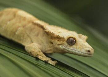 Quelle est la différence entre le gecko et la salamandre ?