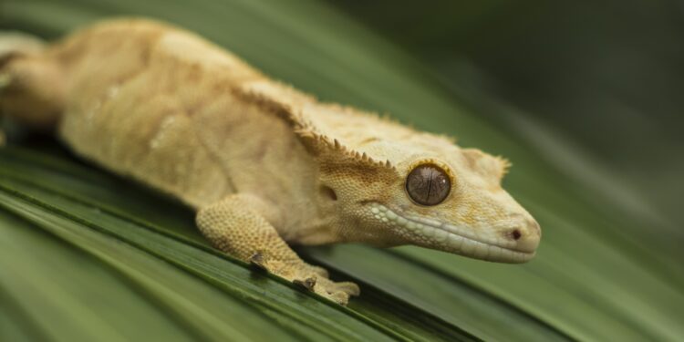 Quelle est la différence entre le gecko et la salamandre ?