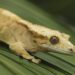 Quelle est la différence entre le gecko et la salamandre ?