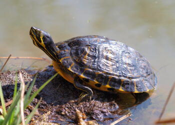 Quelle est la différence entre les reptiles et les amphibiens ?