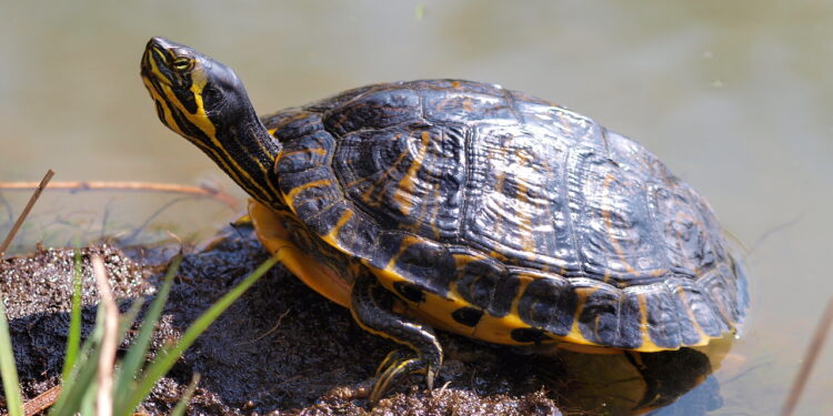 Quelle est la différence entre les reptiles et les amphibiens ?