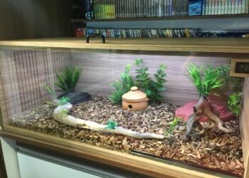 Quelle est la différence entre un aquarium et un vivarium ?