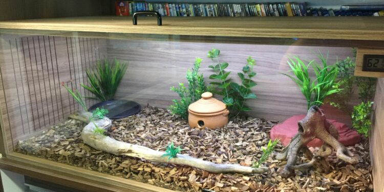 Quelle est la différence entre un aquarium et un vivarium ?