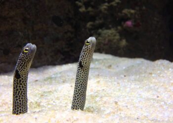 Quelle est la différence entre un aquarium et un vivarium ?