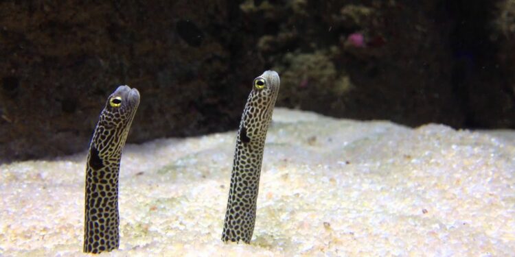 Quelle est la différence entre un aquarium et un vivarium ?