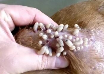 Quelle est la différence entre un coup de chaleur et une insolation ?