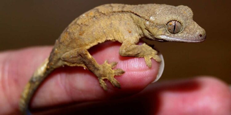 Quelle est la différence entre un gecko et une salamandre ?