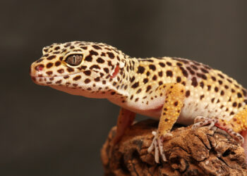 Quelle est la différence entre un gecko et une salamandre ?