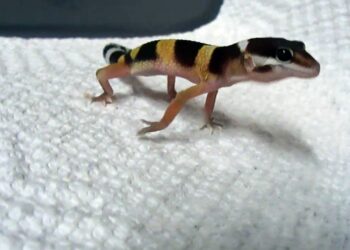 Quelle est la différence entre un lézard et un gecko ?