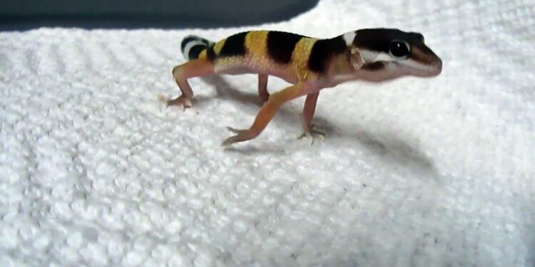 Quelle est la différence entre un lézard et un gecko ?