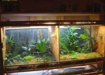 Quelle est la différence entre un vivarium et un terrarium ?