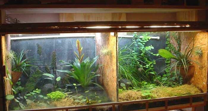 Quelle est la différence entre un vivarium et un terrarium ?