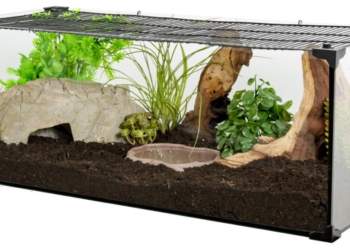 Quelle est la différence entre un vivarium et un terrarium ?