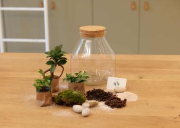 Quelle est la différence entre un vivarium et un terrarium ?