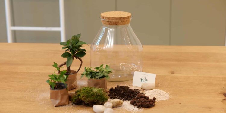 Quelle est la différence entre un vivarium et un terrarium ?