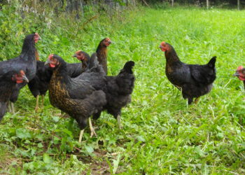 Quelle est la durée de ponte des poules pondeuses ?