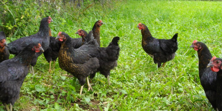 Quelle est la durée de ponte des poules pondeuses ?