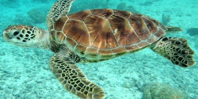 Quelle est la durée de vie des tortues ?