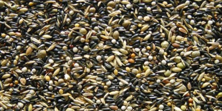 Quelle est la durée de vie d'un chardonneret ?