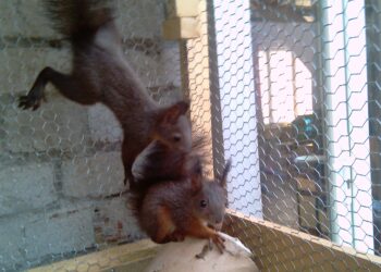 Quelle est la durée de vie d'un écureuil roux ?