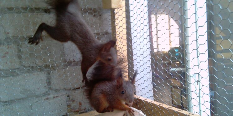 Quelle est la durée de vie d'un écureuil roux ?