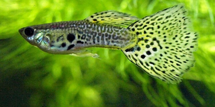 Quelle est la durée de vie d'un guppy ?