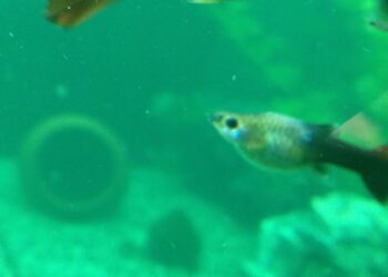 Quelle est la durée de vie d'un guppy ?