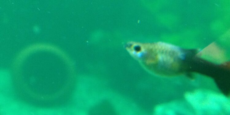 Quelle est la durée de vie d'un guppy ?