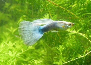 Quelle est la durée de vie d'un guppy ?