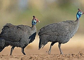 Quelle est la durée de vie d'un iguane ?