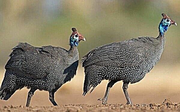 Quelle est la durée de vie d'un iguane ?