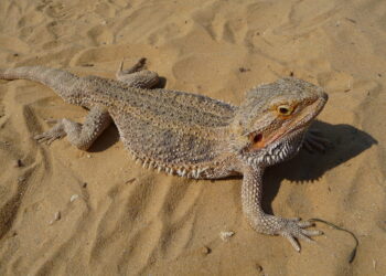 Quelle est la durée de vie d'un pogona ?