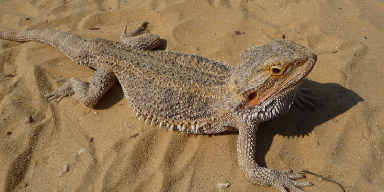 Quelle est la durée de vie d'un pogona ?