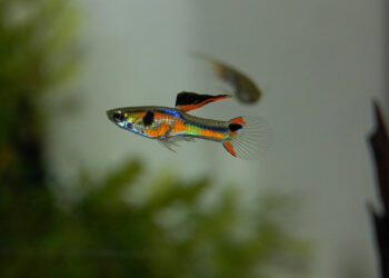 Quelle est la durée de vie d'un poisson guppy ?