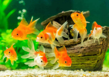 Quelle est la durée de vie d'un poisson rouge ?