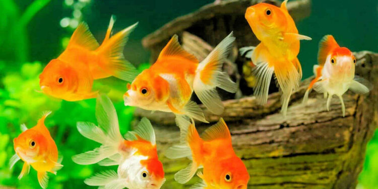 Quelle est la durée de vie d'un poisson rouge ?