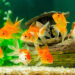 Quelle est la durée de vie d'un poisson rouge ?
