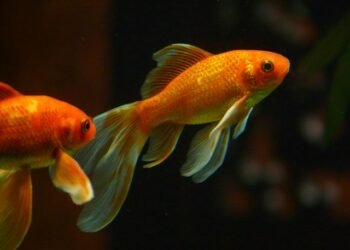 Quelle est la durée de vie d'un poisson rouge ?
