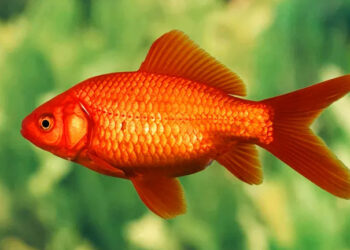 Quelle est la durée de vie d'un poisson rouge ?