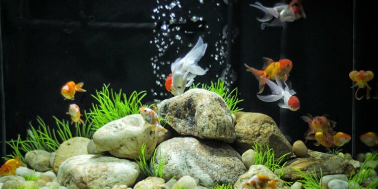 Quelle est la durée de vie d'un poisson rouge ?