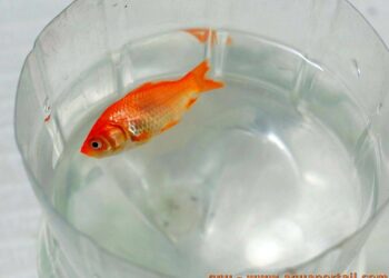 Quelle est la durée de vie d'un poisson rouge ?