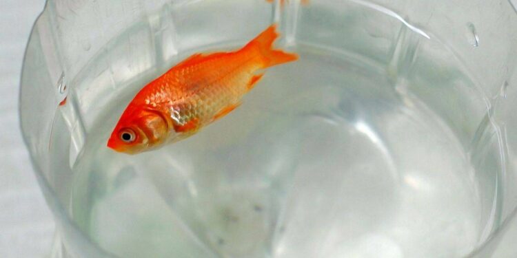 Quelle est la durée de vie d'un poisson rouge ?