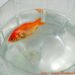 Quelle est la durée de vie d'un poisson rouge ?