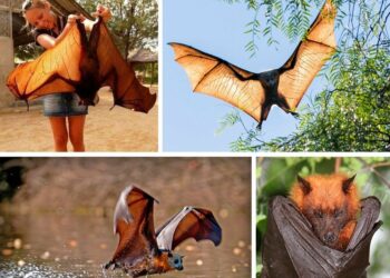 Quelle est la durée de vie d'une Chauve-souris ?