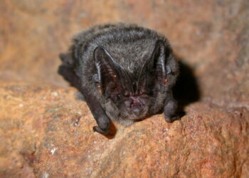 Quelle est la durée de vie d'une Chauve-souris ?