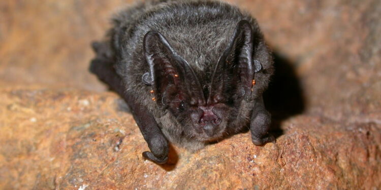 Quelle est la durée de vie d'une Chauve-souris ?