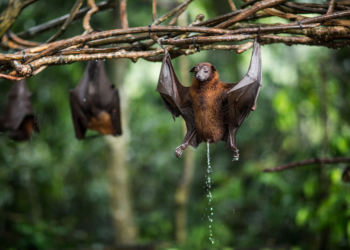 Quelle est la durée de vie d'une Chauve-souris ?